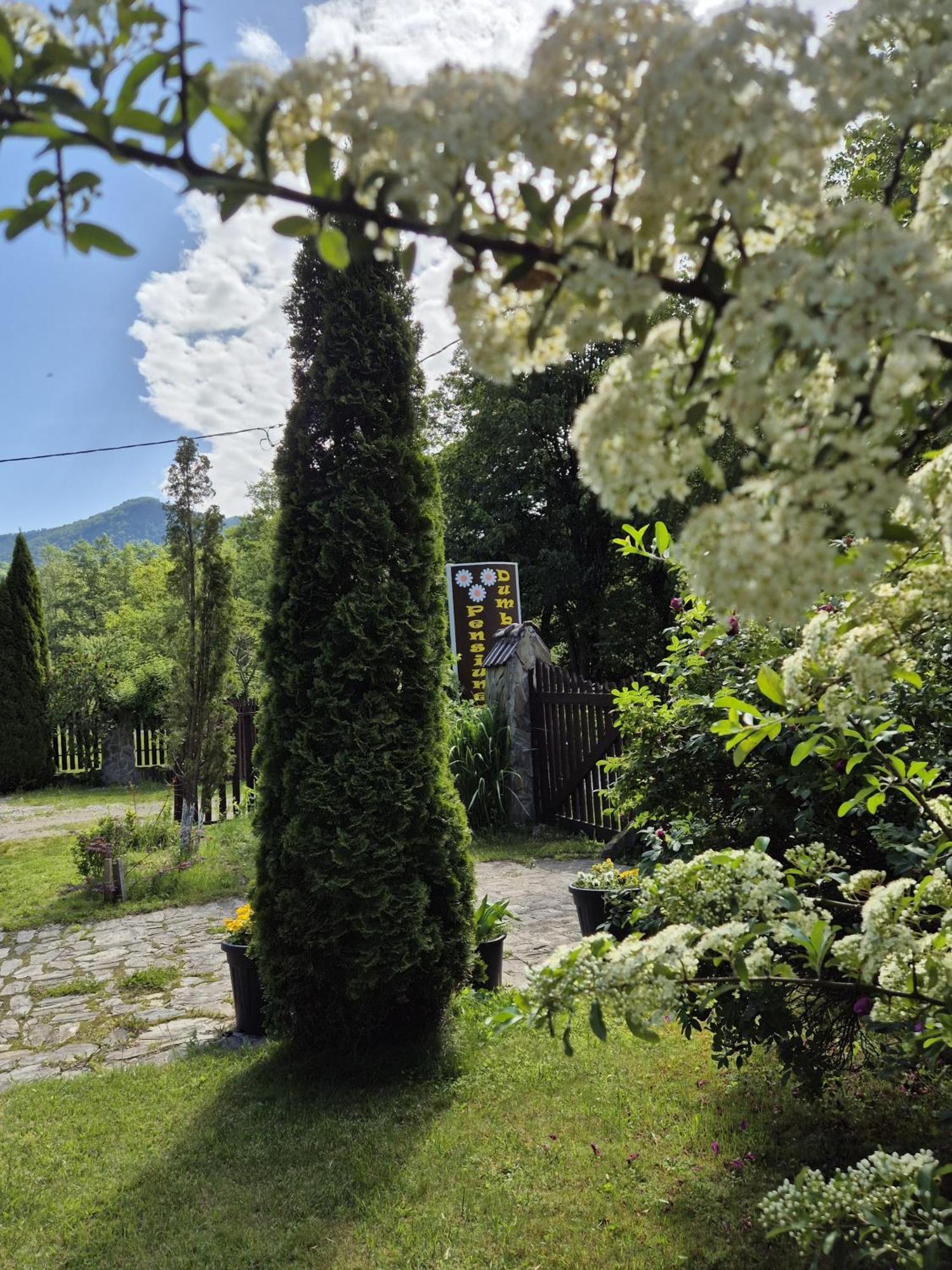 Hotel Pensiunea Dumbravita à Rîu de Mori Extérieur photo