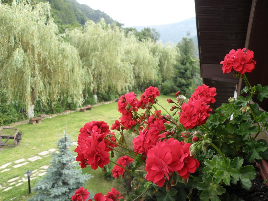 Hotel Pensiunea Dumbravita à Rîu de Mori Extérieur photo